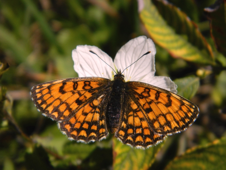 Piccolo Nymphalidae da id - Melitaea athalia